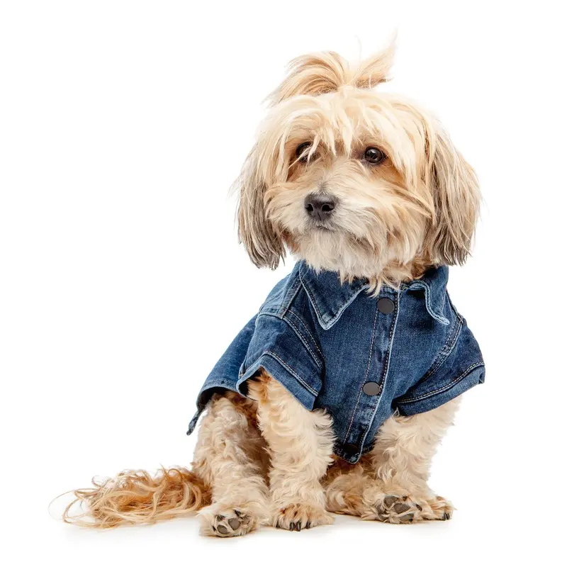 DL1961 | Denim Jacket in Puppy Breath