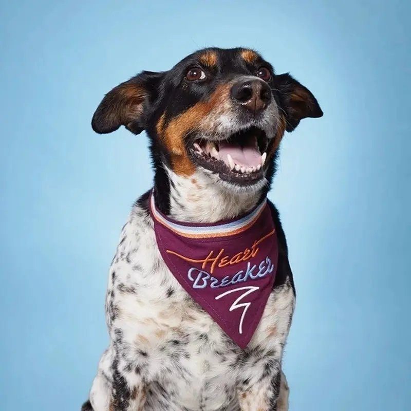 EASY TIGER | Heartbreaker Dog Bandana