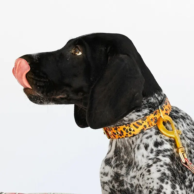 Tarzan Dog Collar