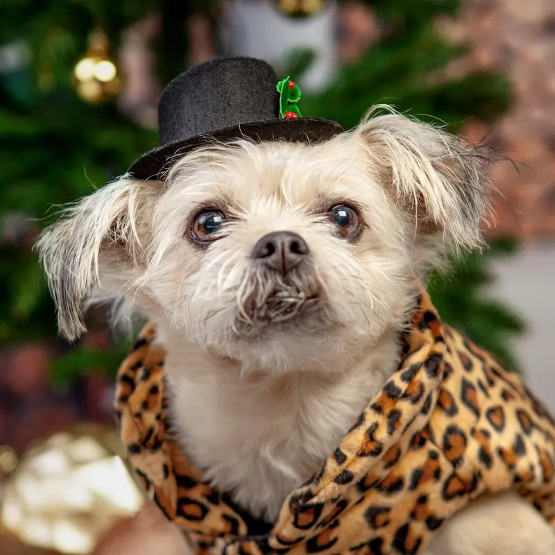 BUSTER'S PARTY SHOP | Snowman Hat