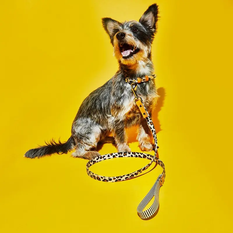 Leopard and Stripe Leash