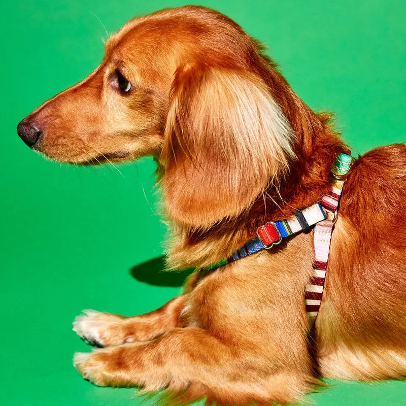Webbing Nylon Dog Harness in Lavender Stripe(FINAL SALE)