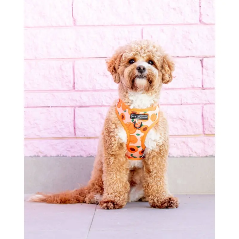 Adjustable Dog Harness in Just Peachy << FINAL SALE >>