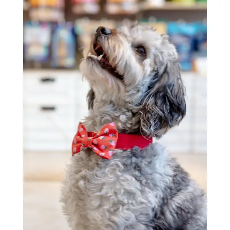 Berry Sweet Dog Bow Tie (Made in the USA)