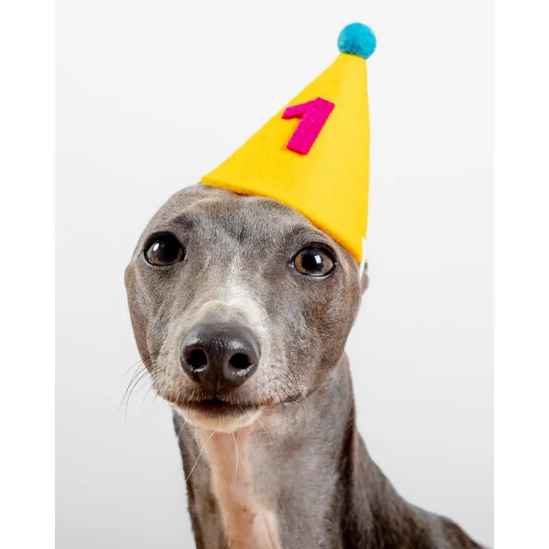 Numbered Pawty Hat (Made in the USA)