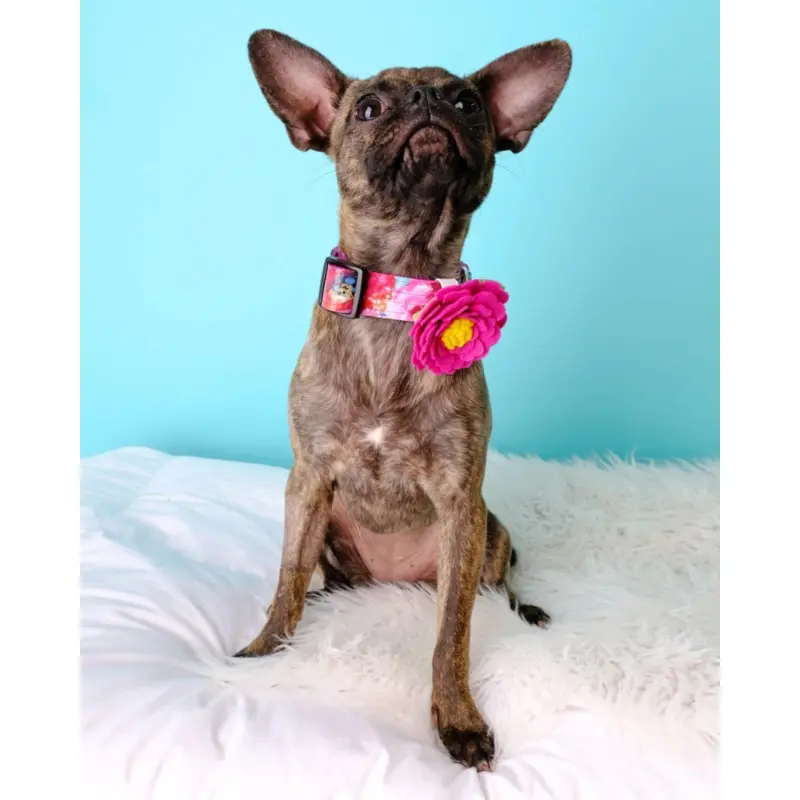 Peony Dog Collar Flower in Rose Petal