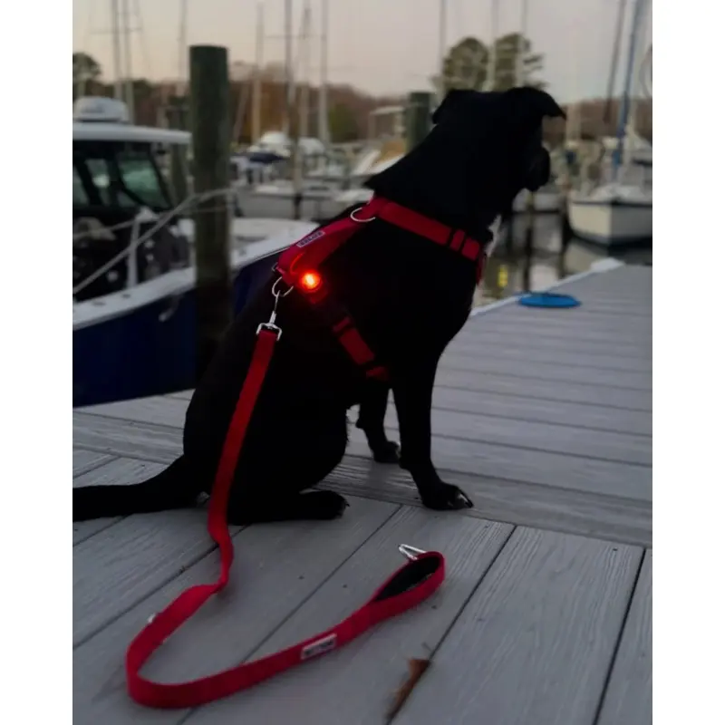 Firefly Dog LED Safety Light