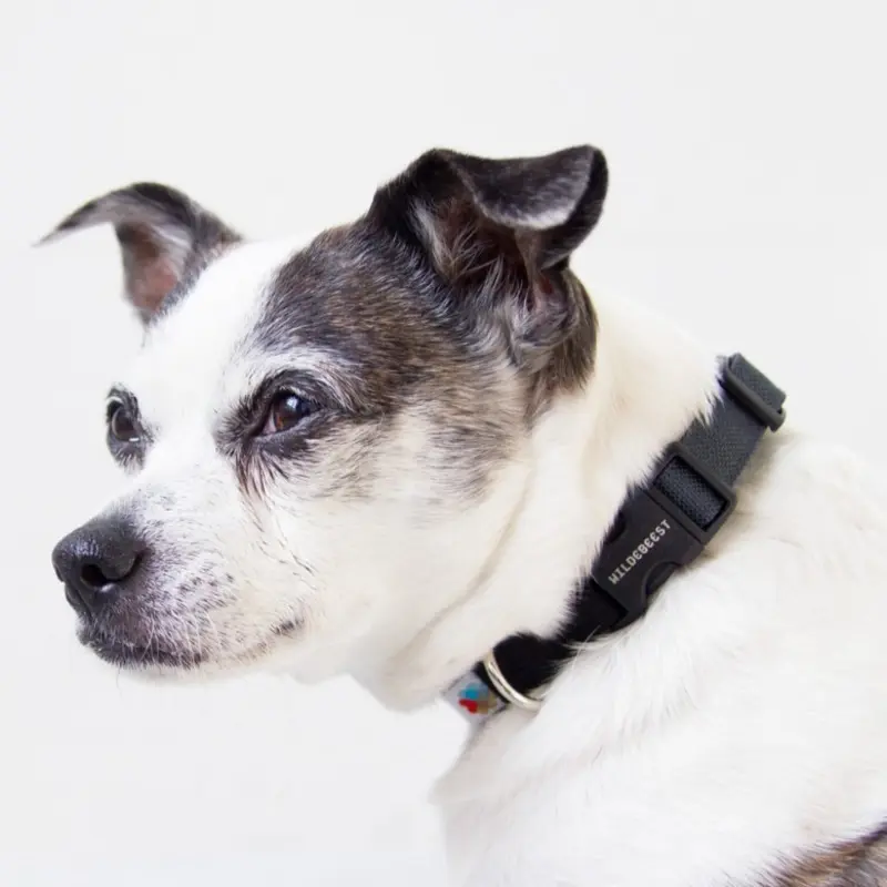 Funston Dog Collar in Black (CLEARANCE)