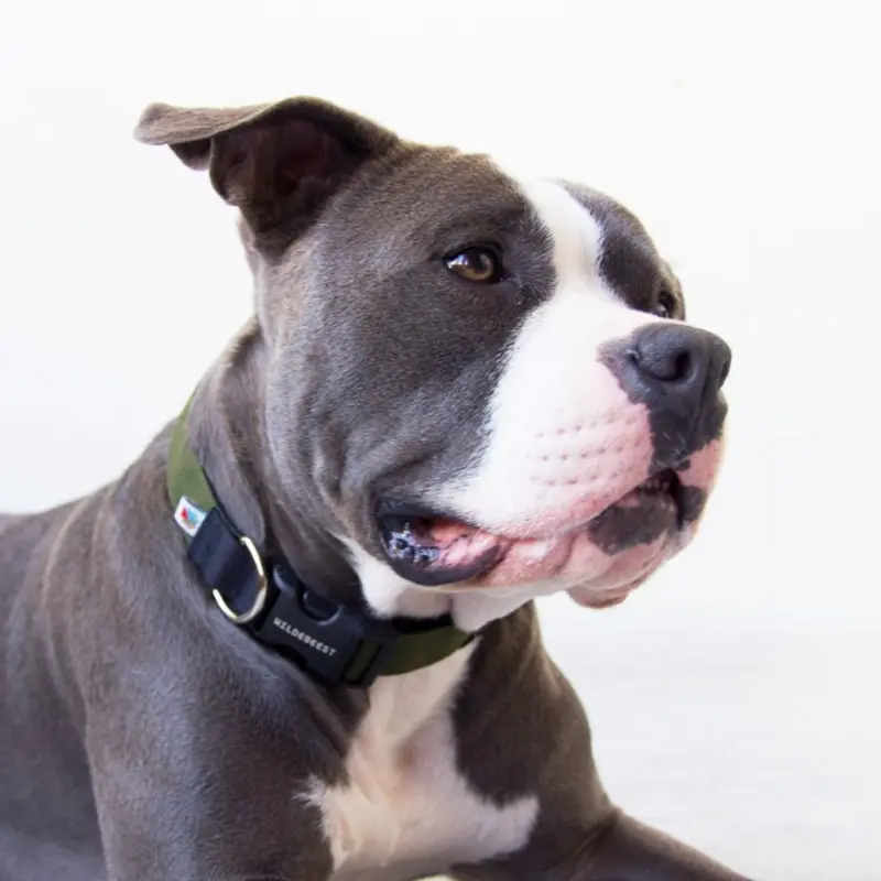 Funston Dog Collar in Olive Green