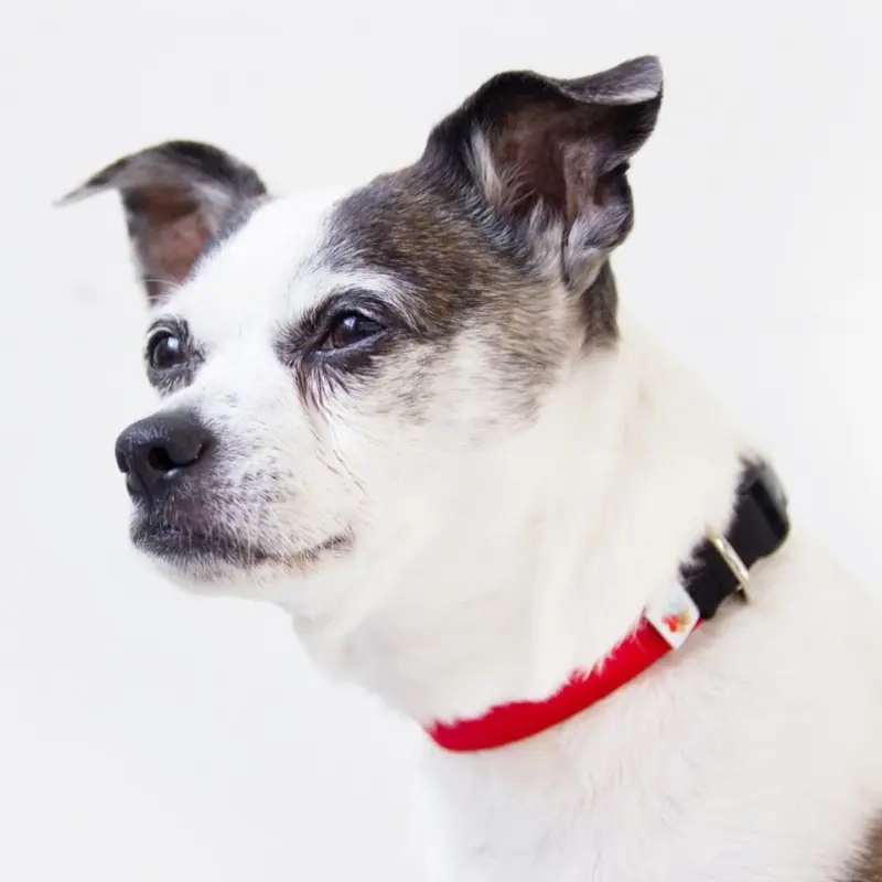 Funston Dog Collar in Red