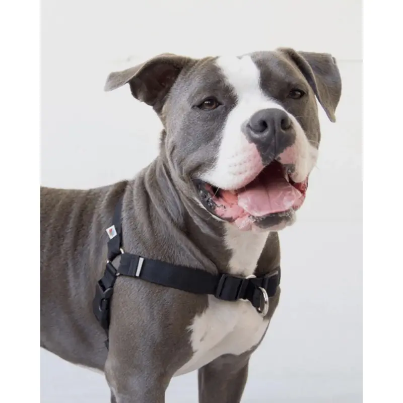Linden No Pull Front Clip Dog Harness