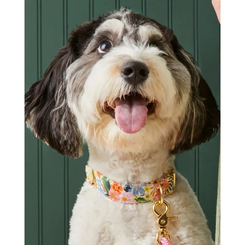 Marguerite Floral Dog Collar