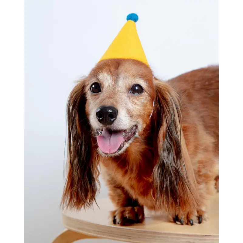 Pawty Hat in Yellow