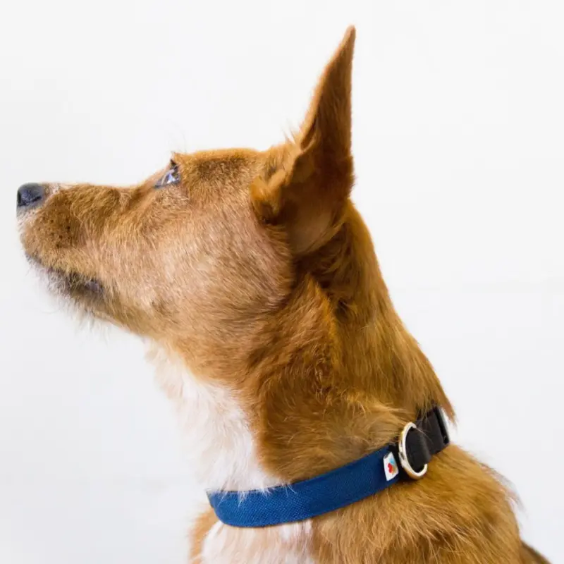 Funston Dog Collar in Navy (Made in the USA) (FINAL SALE)