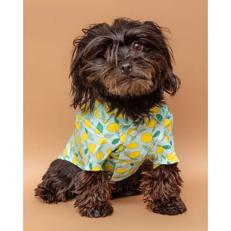 Blue Lemon Button Down Shirt for Dogs << FINAL SALE >>