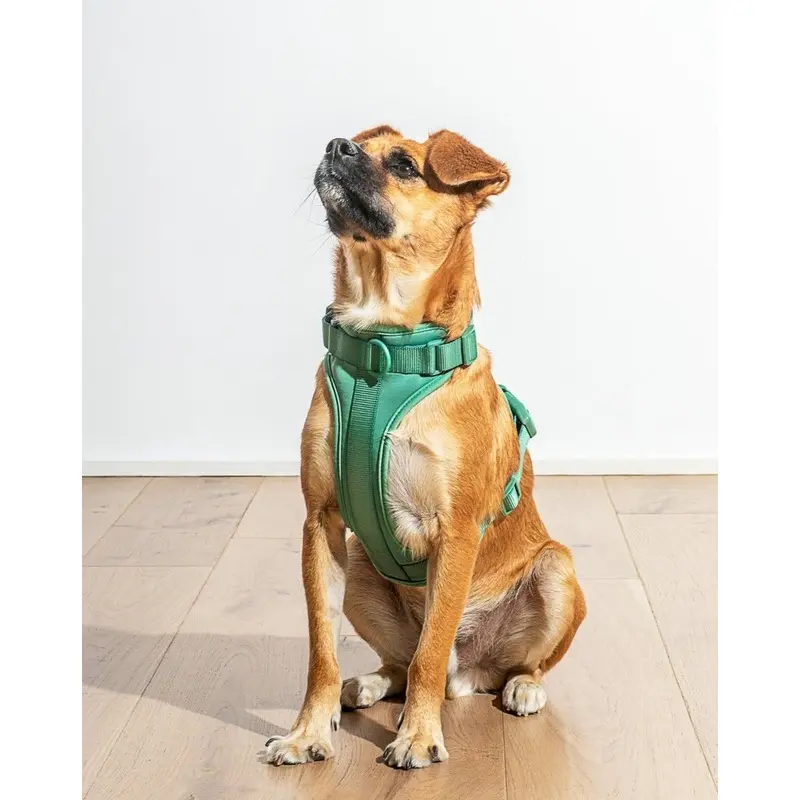 Cushioned Dog Harness in Spruce (FINAL SALE)