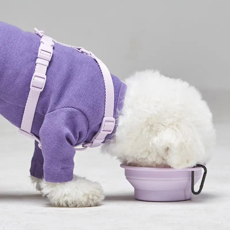 Macaron Collapsible Silicone Pet Bowl in Lavender