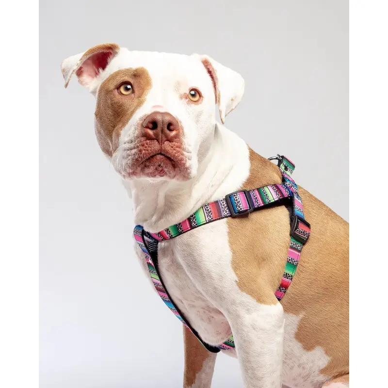 Step-In Dog Harness in Rainbow Serape & Leopard (Made in NYC)
