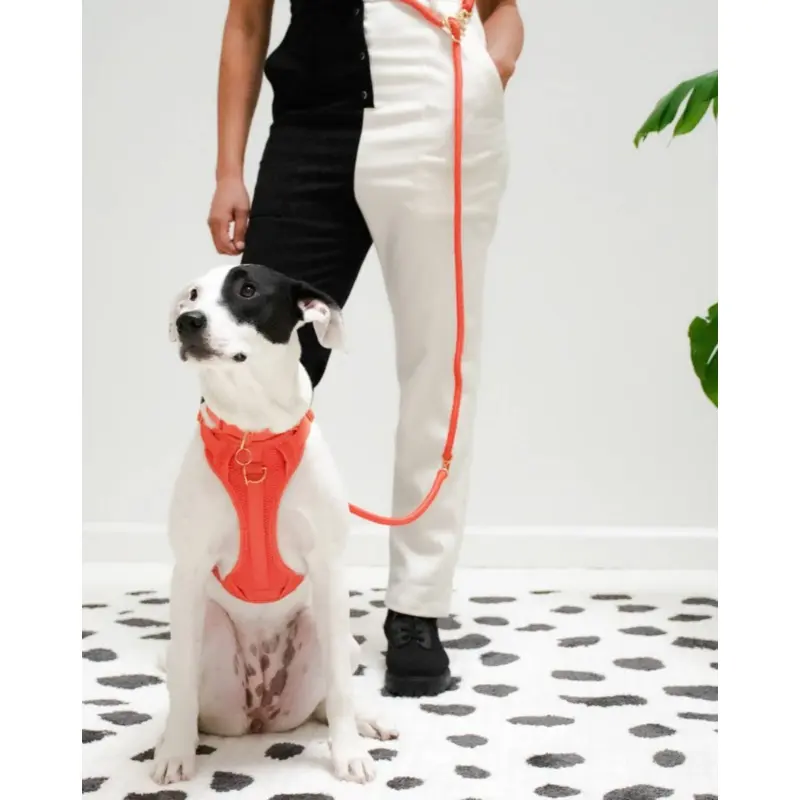 Infinity Dog Leash in Spice