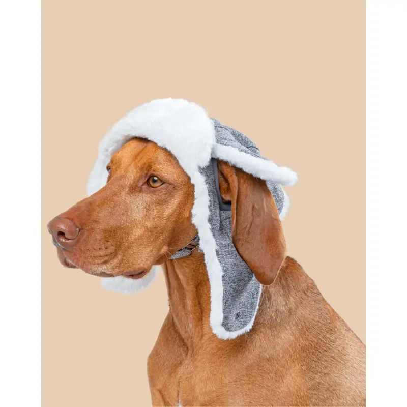 Arctic Air Aviator Dog Hat