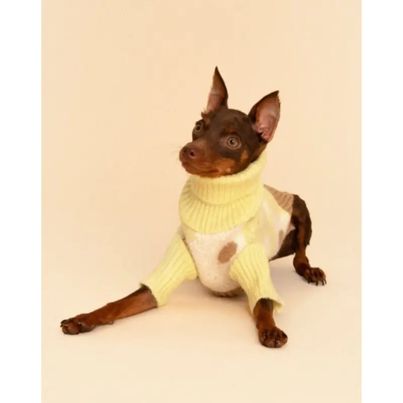 Sunny Side Dog Sweater (FINAL SALE)