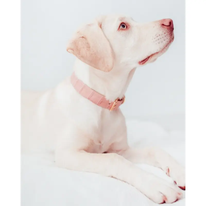Lia Crocodile Print Leather Dog Collar in Pale Pink (Made in Italy) (FINAL SALE)