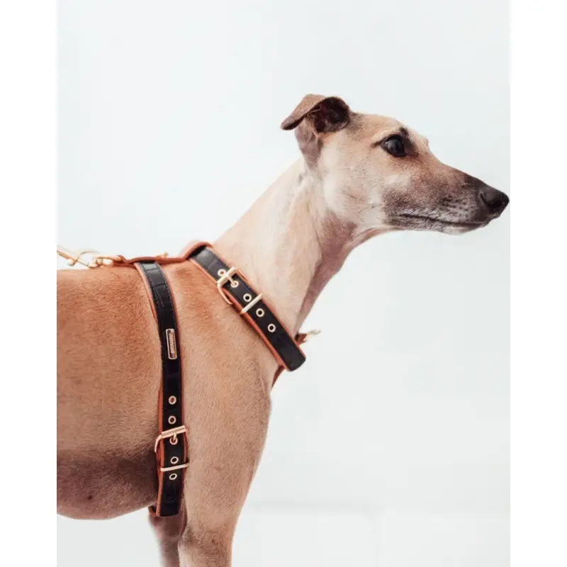 Lia Leather Dog Harness in Black Croco (Made in Italy) (FINAL SALE)