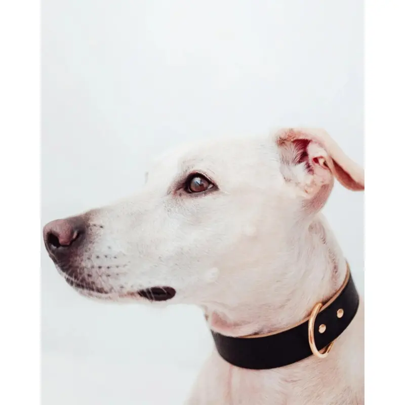 Moni Dog Collar in Black Leather (Made in Italy) (Wide)