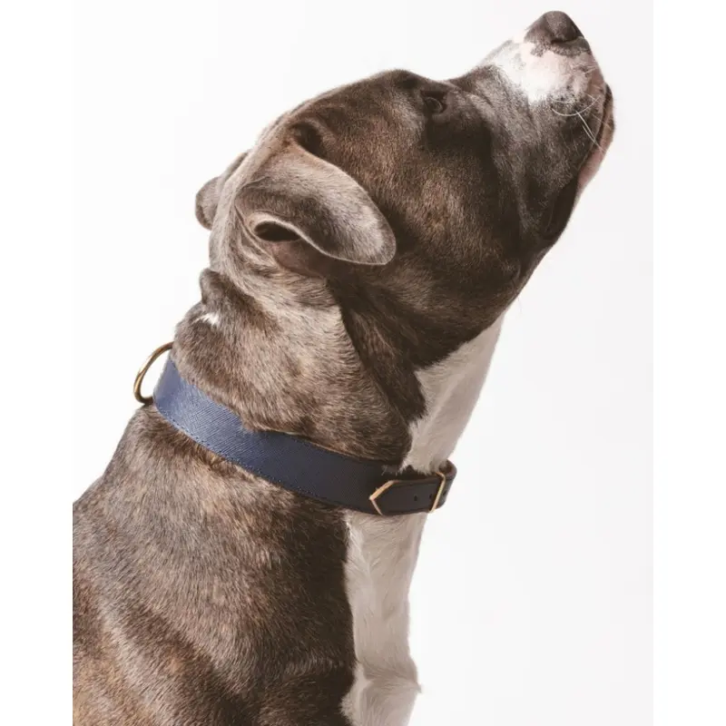 Moni Dog Collar in Navy Leather (Made in Italy) (FINAL SALE)
