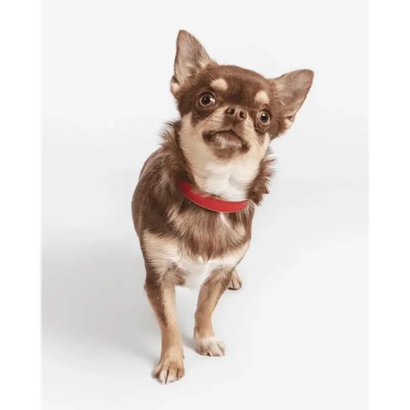 Small Dog Collar in Red Leather (Made in Italy) (FINAL SALE)