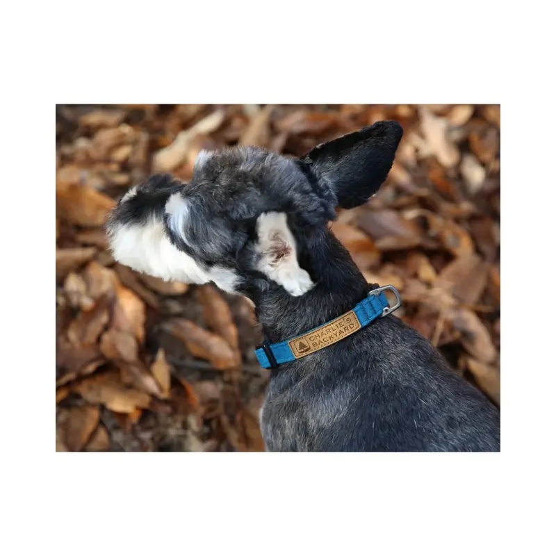 Easy Dog Collar in Teal (FINAL SALE)