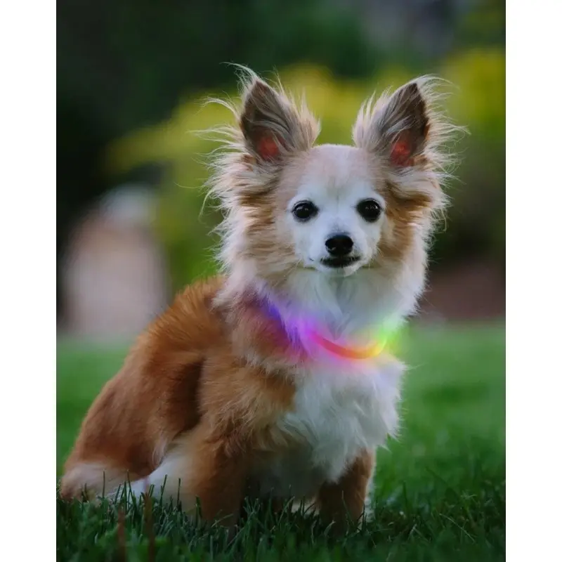 NITEHOWL Rechargeable Led Safety Dog Necklace in Mini