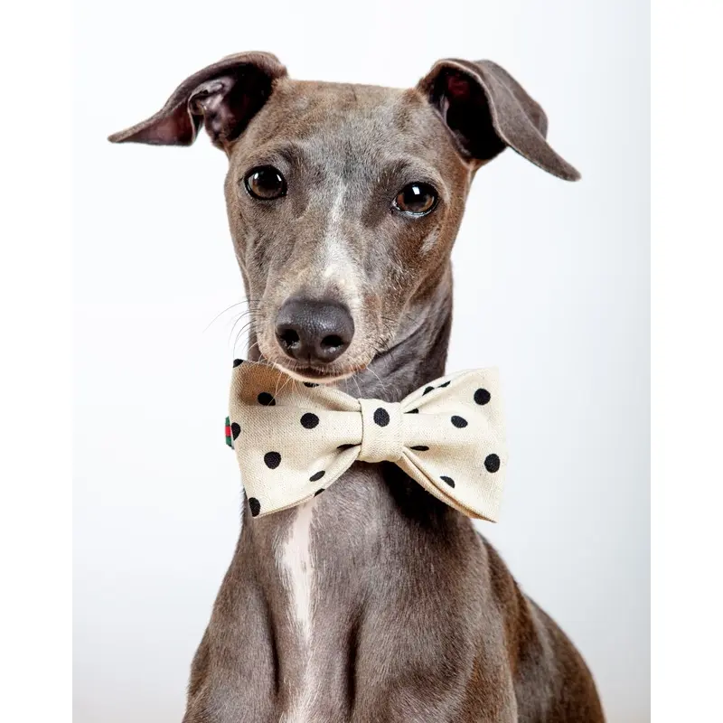 Canvas Dog Bow Tie In Polka Dot(Made in the USA)