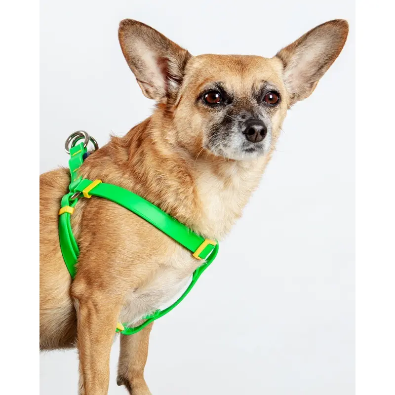 A Walk in the Park Dog Harness (Made in the USA) (FINAL SALE)