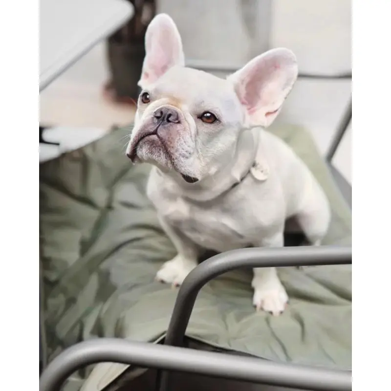 ORII Ultra Lightweight Pet Travel Mat in Fern (FINAL SALE)
