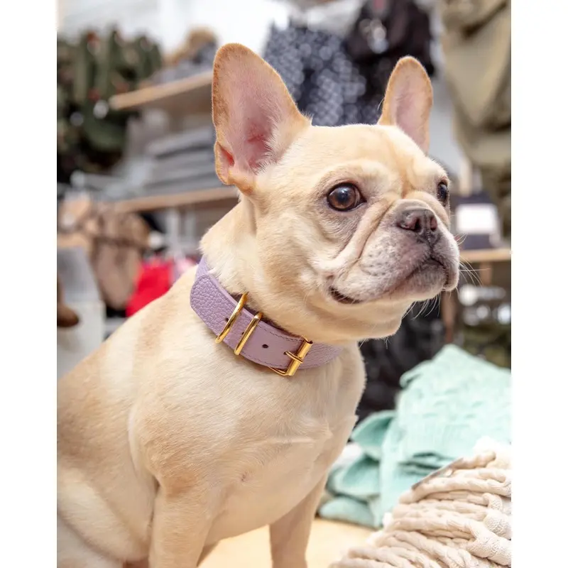 Juno Dog Collar in Lavender Cowhide Leather (Wide) (Made in Italy) (FINAL SALE)