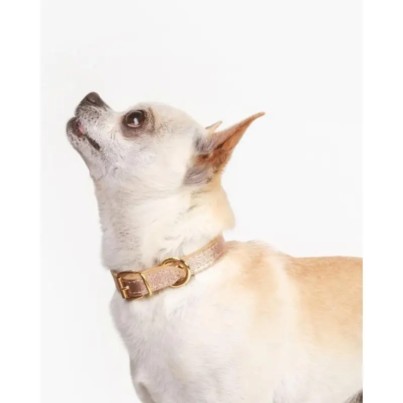 Small Dog Collar in Rose Gold Leather (Made in Italy) (CLEARANCE)