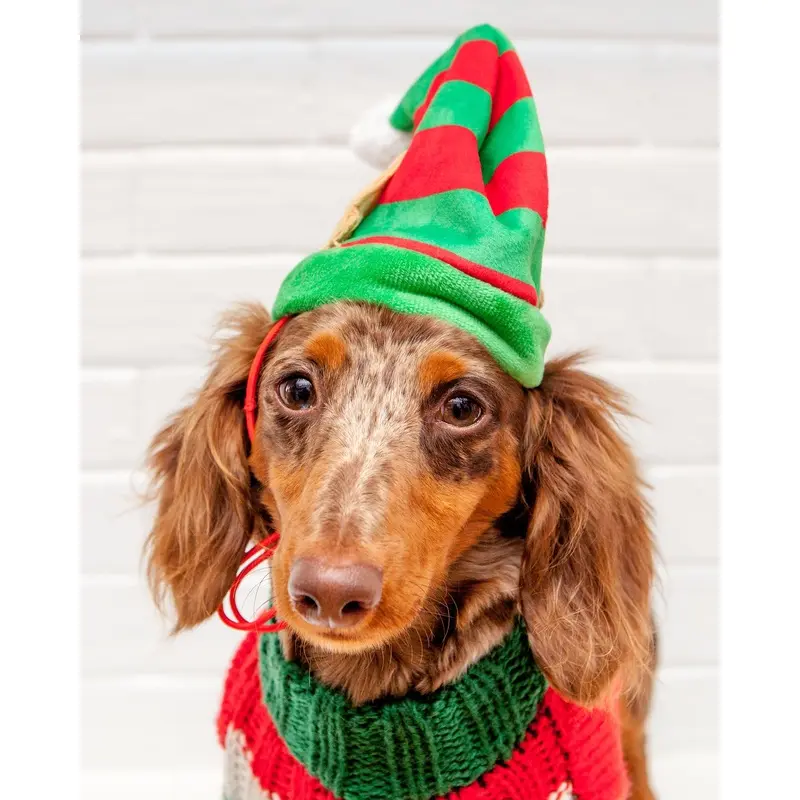 Lil' Helper Elf Hat for Dogs