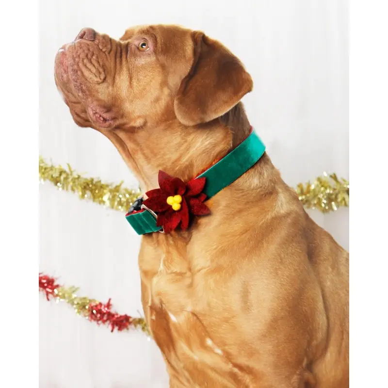 Poinsettia Holiday Dog Collar Flower (Made in the USA)