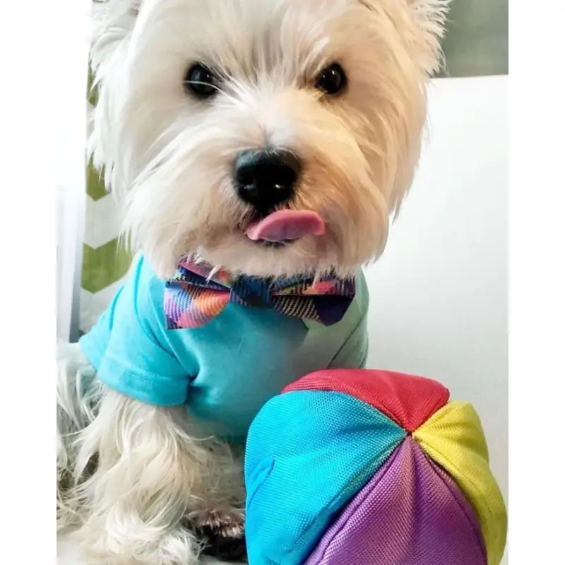 Hide N' Seek Ball Dog Toy