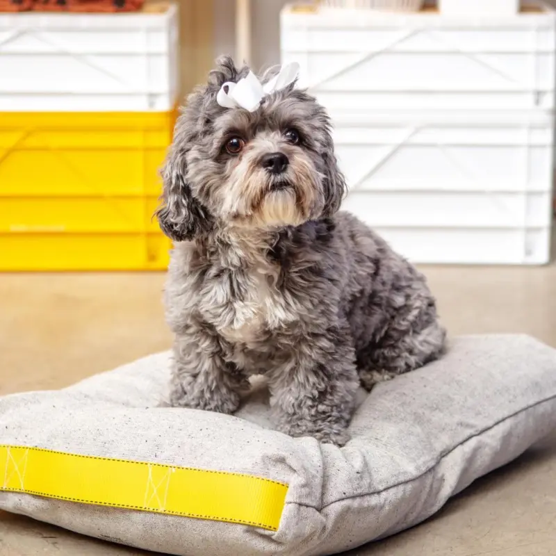 Cotton Pet Cushion in Olive or Ivory Black (FINAL SALE)