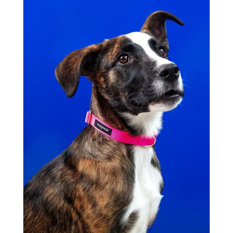 Nylon Metropolitan Collar in Neon Pink (Made in the USA)