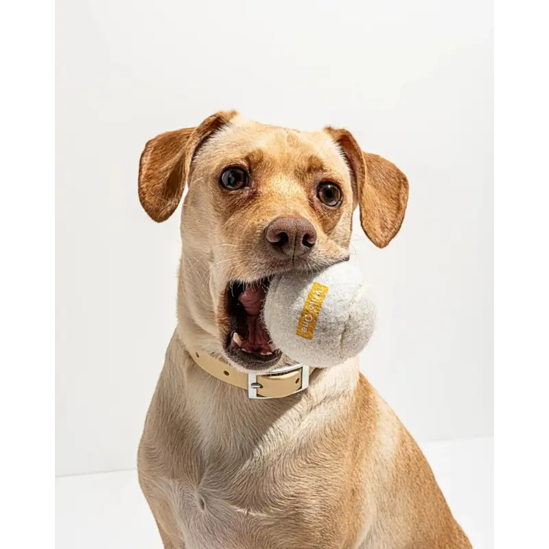 Tennis Balls in White (4-Pack)