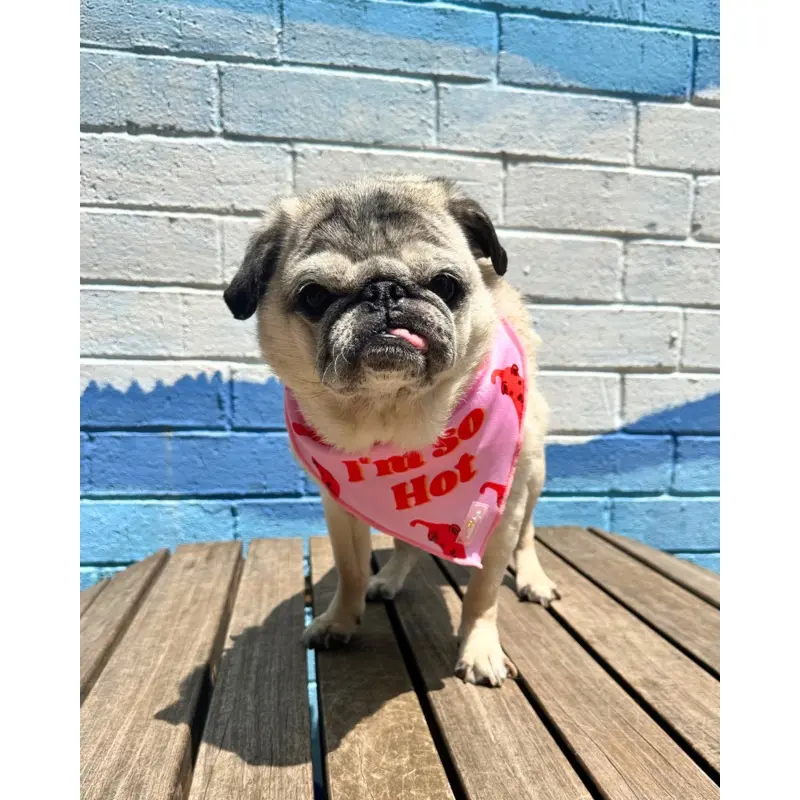 So Hot Cooling Dog Bandana (Made in the USA) (CLEARANCE)