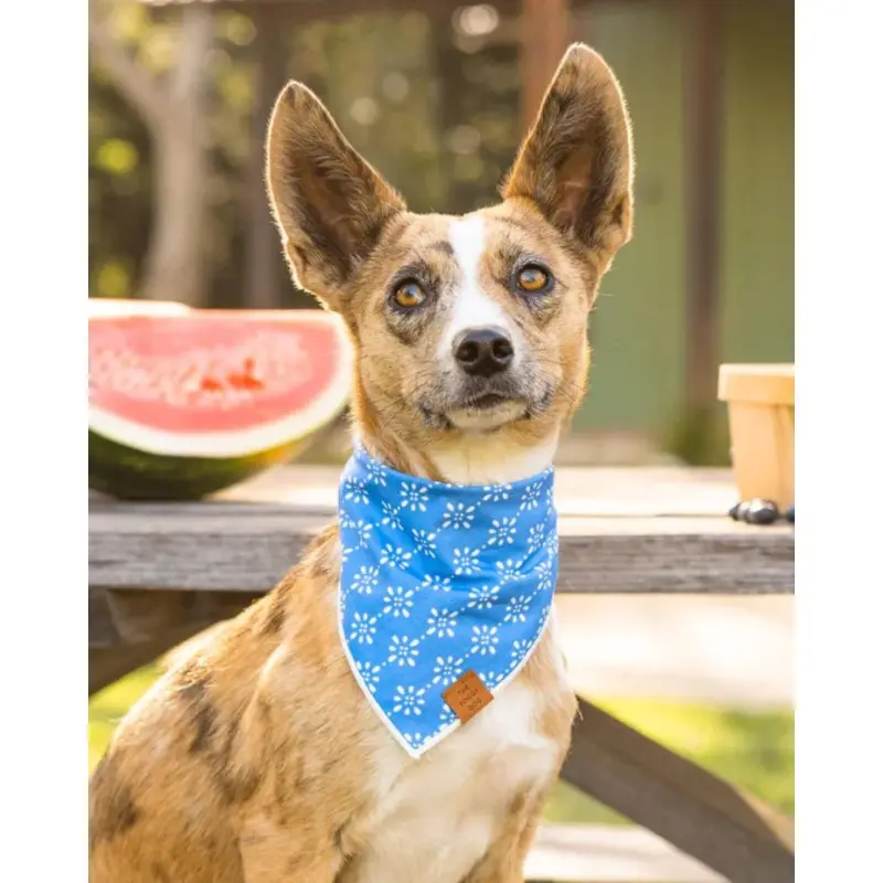 Eyelet Stripe Dog Bandana (Made in the USA) (FINAL SALE)