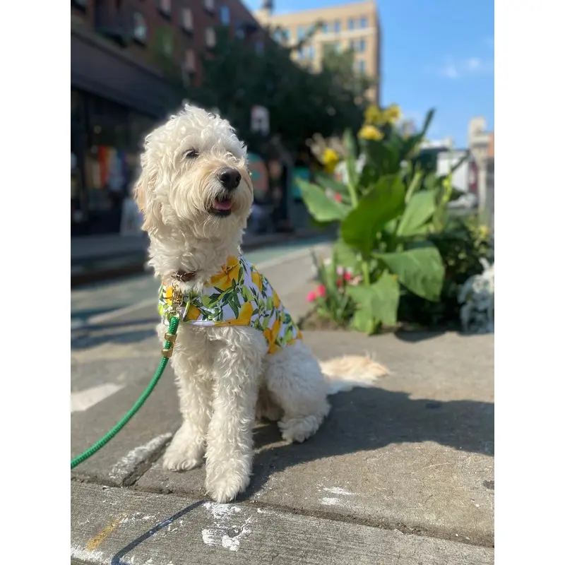 Lemon Dog Cooling Jacket (FINAL SALE)