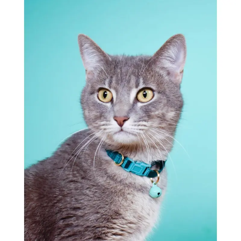 Nylon Breakaway Cat Collar w/ Bell (Made in the USA)