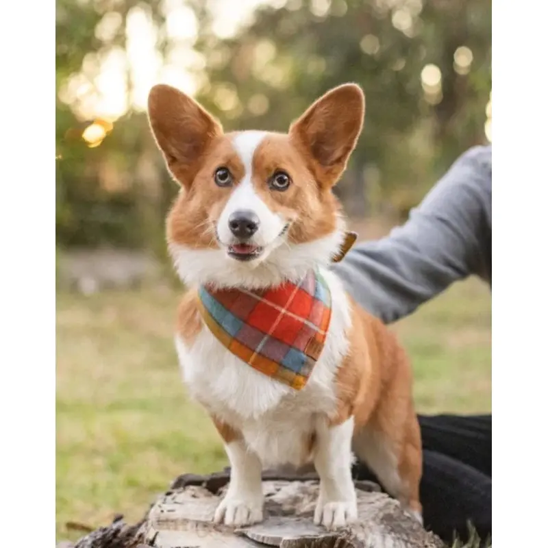 Buchanan Plaid Dog Bandana (Made in the USA)