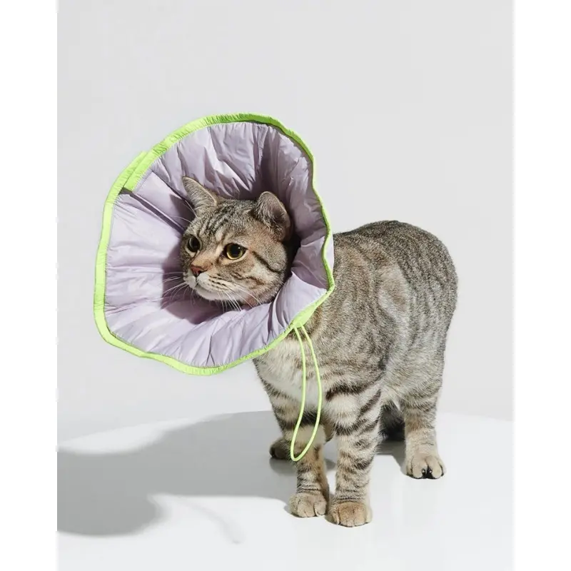 E-Collar in Violet