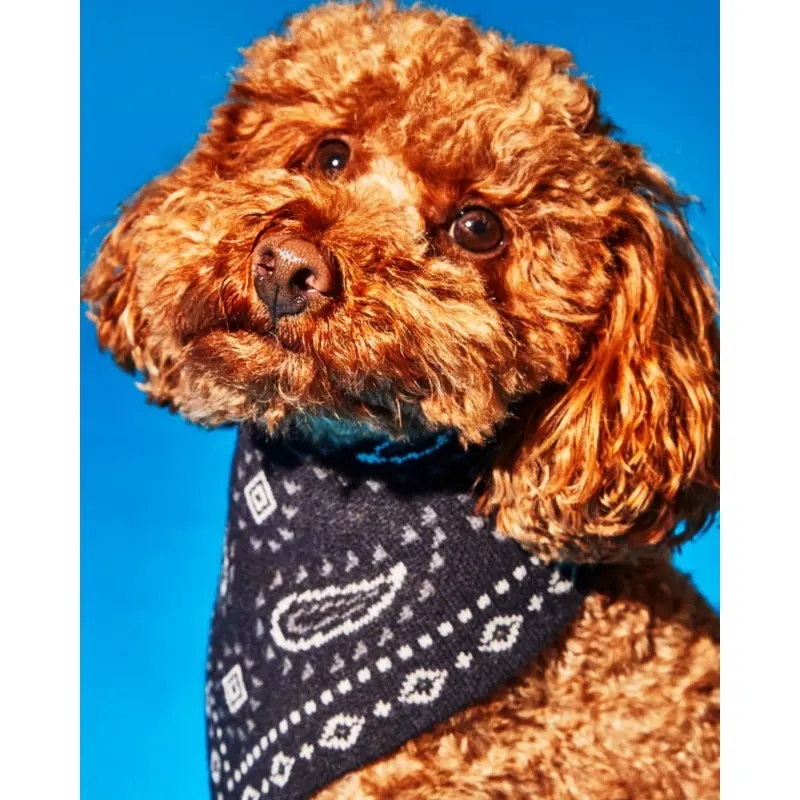 Knit Dog Bandana in Black Merino Wool (FINAL SALE)